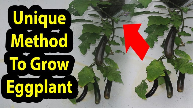 Best Method To Grow Eggplant in Plastic Hanging Bottle-Vertical Gardening