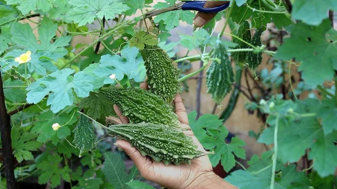 How to grow Bitter Gourd in pots at home